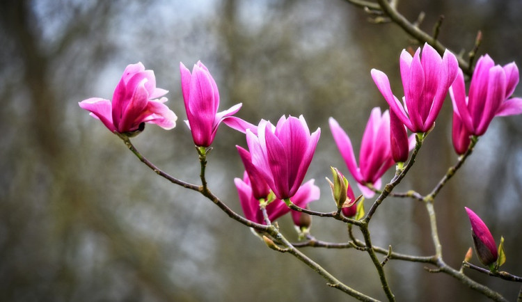 magnolia-3317190_960_720