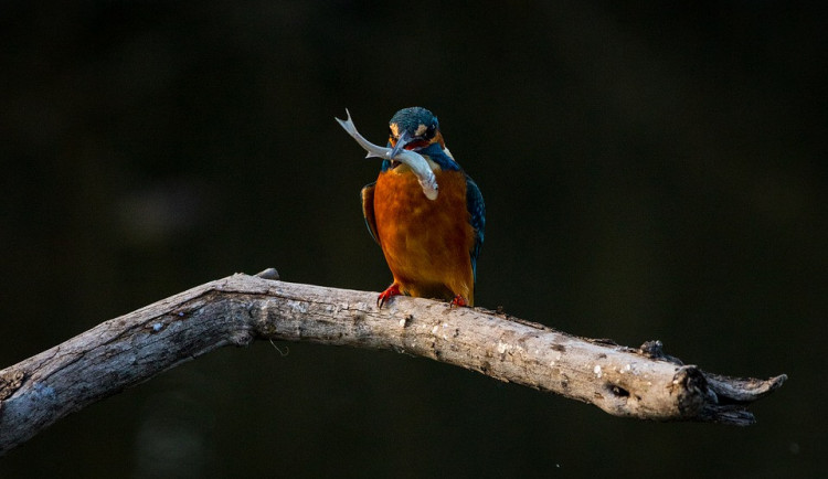 Zoologické zahrady, včetně olomoucké, sbírají staré dalekohledy na pomoc ptákům