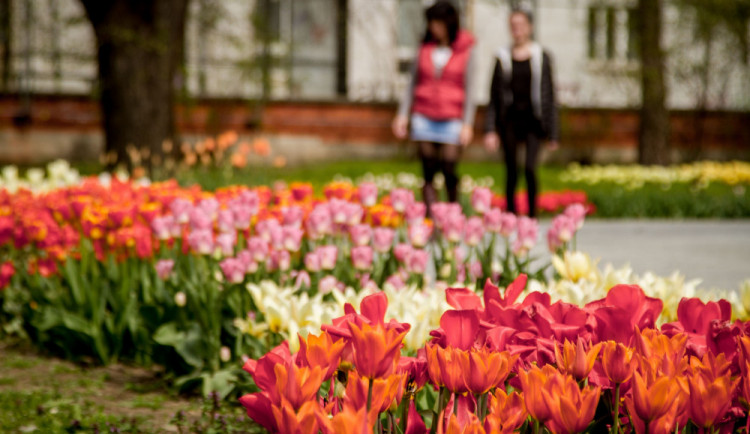 SOUTĚŽ: Jarní Flora slaví šedesáté výročí. Tady je hned patnáct důvodů, proč ji navštívit