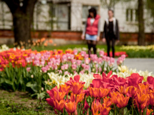 SOUTĚŽ: Jarní Flora slaví šedesáté výročí. Tady je hned patnáct důvodů, proč ji navštívit