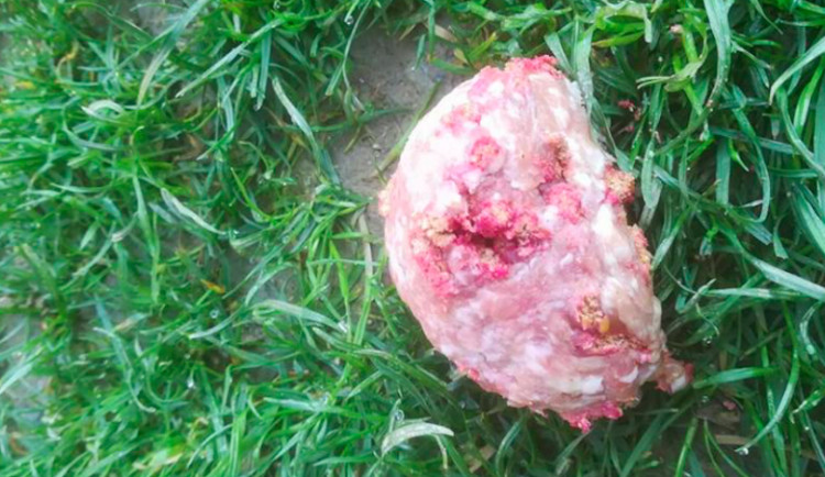 FOTO: V okolí Olomouce byly nalezeny koule mletého masa s jedem, pravděpodobně s cílem otrávit psy