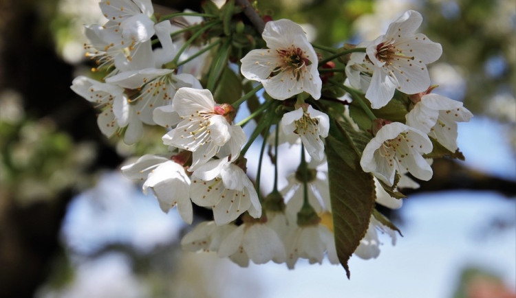 POČASÍ NA PÁTEK: Polojasná až jasná obloha a teploty do dvacítky