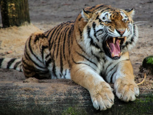 Olomoucká zoo zve na třetí ročník předsletové čarodějnické konference