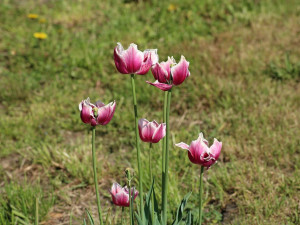POČASÍ NA ČTVRTEK: Přes den až sedmadvacet stupňů, odpoledne a večer může pršet