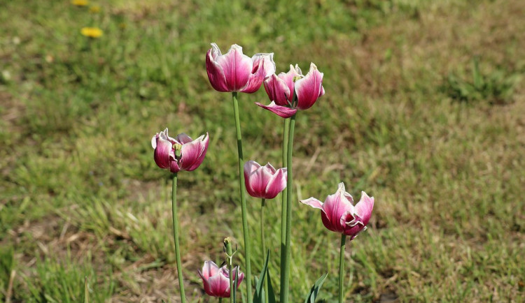 ilustrační fotografie