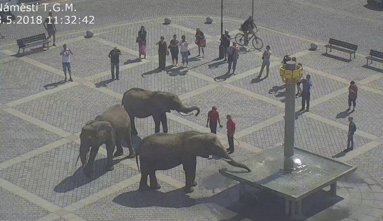 FOTO: Tři sloni se procházeli v centru města, způsobili chaos v dopravě