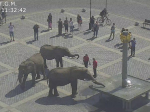 FOTO: Tři sloni se procházeli v centru města, způsobili chaos v dopravě