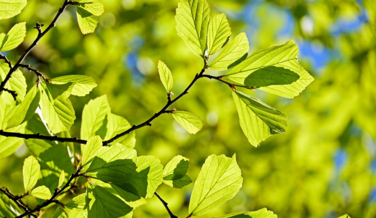 POČASÍ NA NEDĚLI: Meteorologové předpovídají jasno a pětadvacet stupňů