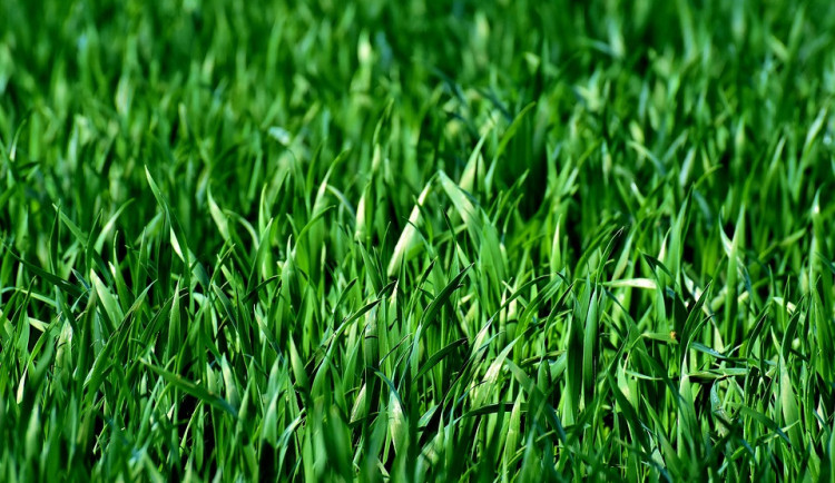 ilustrační fotografie