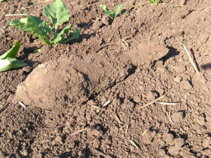 Policejní pyrotechnik zajistil u Vřesovic minu z druhé světové války