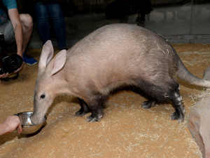 Olomoucká zoo otevřela nový pavilon za patnáct milionů