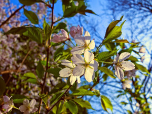 Duben byl nejteplejší od roku 1961, průměrná teplota byla o téměř pět stupňů nad normálem