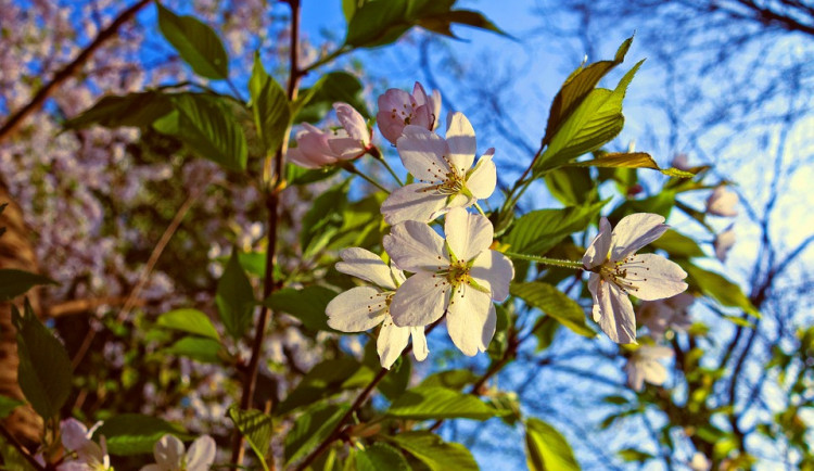 ilustrační fotografie