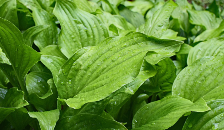 POČASÍ NA STŘEDU: Čekáme polojasno a místy přeháňky