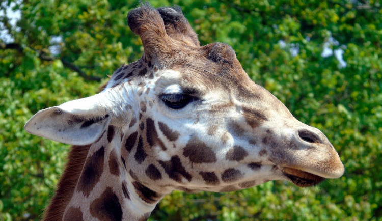Olomoucká zoo má díky krásnému počasí o třetinu vyšší návštěvnost než loni