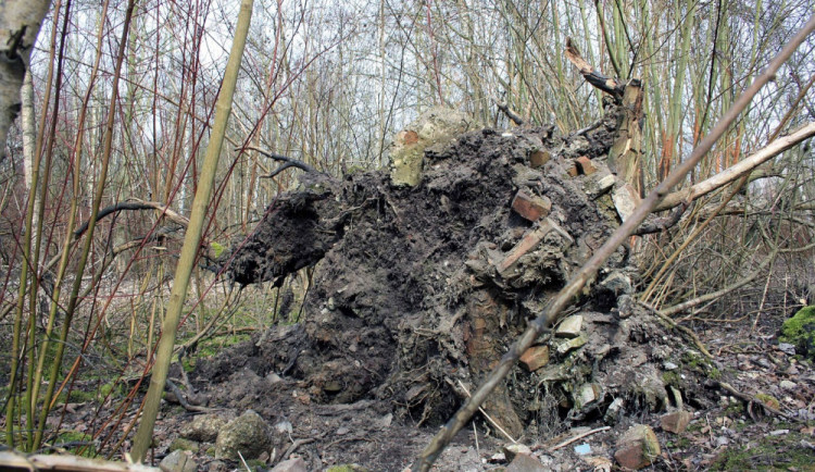 Lesy u Olomouce svádějí boj s kůrovcem, následky vichřice i suchem