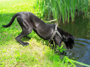 OLOMOUCKÝ ZÁPESNÍK #15: Plavací pes