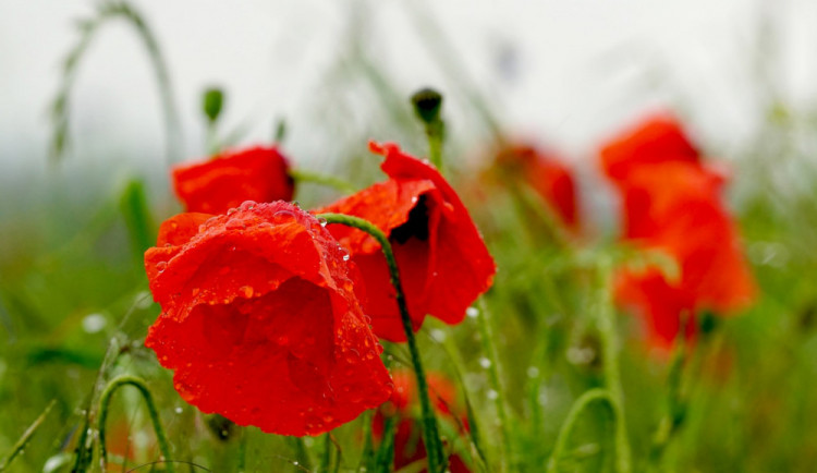 POČASÍ NA STŘEDU: Čekáme pětadvacet stupňů a místy bouřky