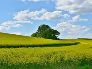 POČASÍ NA PÁTEK: Teploty až na pětadvaceti, večer se ojediněle objeví déšť nebo bouřky
