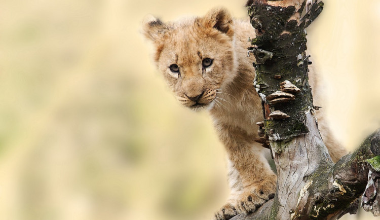 Velký úspěch olomoucké zoo, narodilo se zde mládě lva berberského