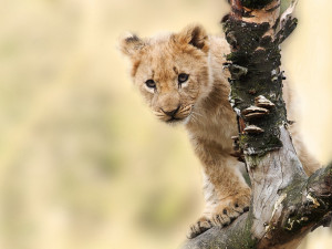Velký úspěch olomoucké zoo, narodilo se zde mládě lva berberského
