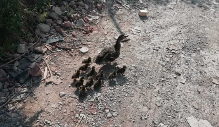 Kachňata se zatoulala na stavbu na Wolkerově ulici, vyvést je museli strážníci