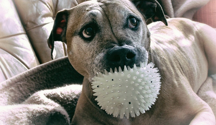 OC HANÁ pořádá opět fotosoutěž Hanácké Mazel. Pošlete fotku se svým miláčkem a vyhrajte zajímavé ceny