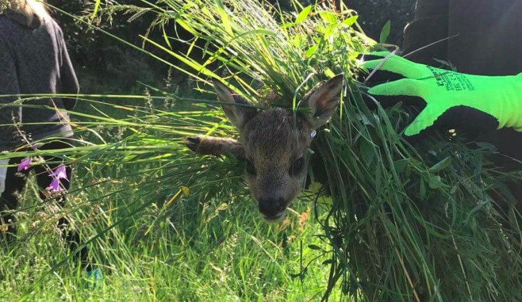 Při sečení luk každý rok zahyne mnoho srnčat. Lidé je proto zachraňují i díky dronům s termovizí