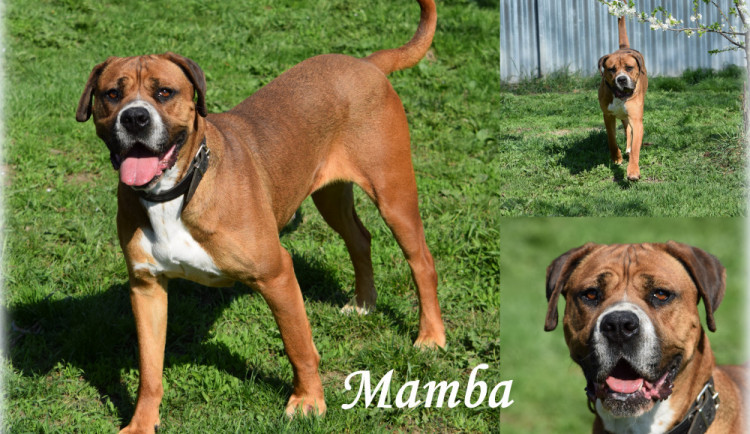 Hledáme páníčka #97: Podívejte se na nejnovější přírůstky v olomouckých útulcích