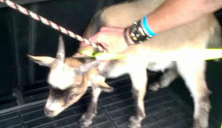 Olomoučtí strážníci naháněli kozlíka, který pobíhal v Olomouci mezi auty