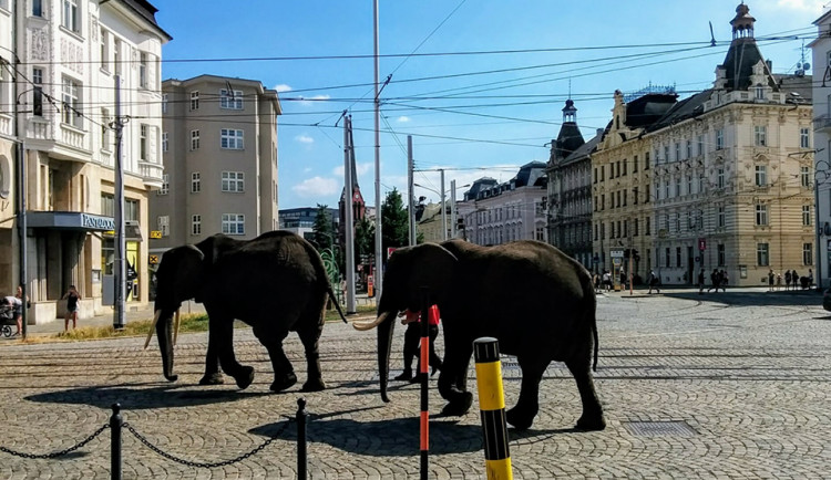 FOTO/VIDEO: V centru Olomouce se v úterý odpoledne procházeli sloni