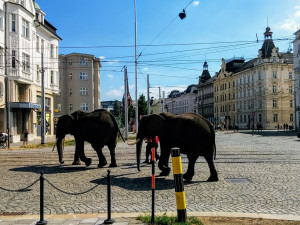 FOTO/VIDEO: V centru Olomouce se v úterý odpoledne procházeli sloni