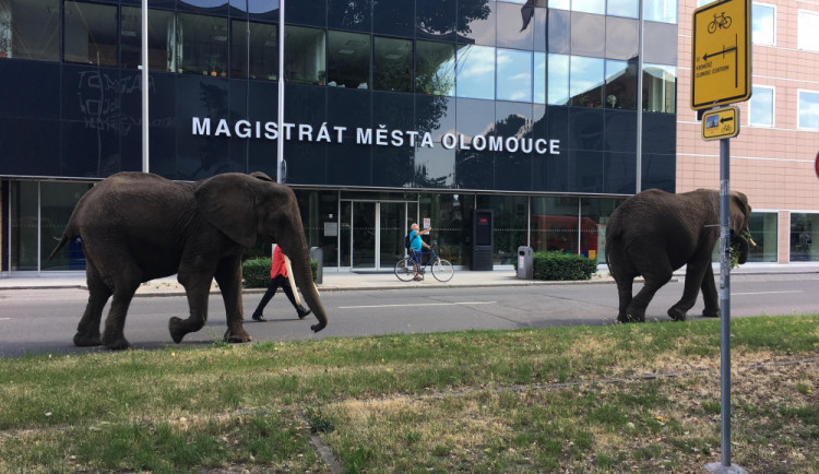 Sloni v centru města překvapili místní i turisty. Podle strážníků se celá akce obešla bez komplikací