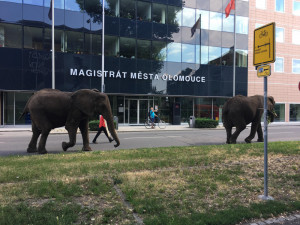 Sloni v centru města překvapili místní i turisty. Podle strážníků se celá akce obešla bez komplikací