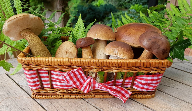 Houby v lesích už rostou. Tento rok téměř o měsíc dřív, než loni