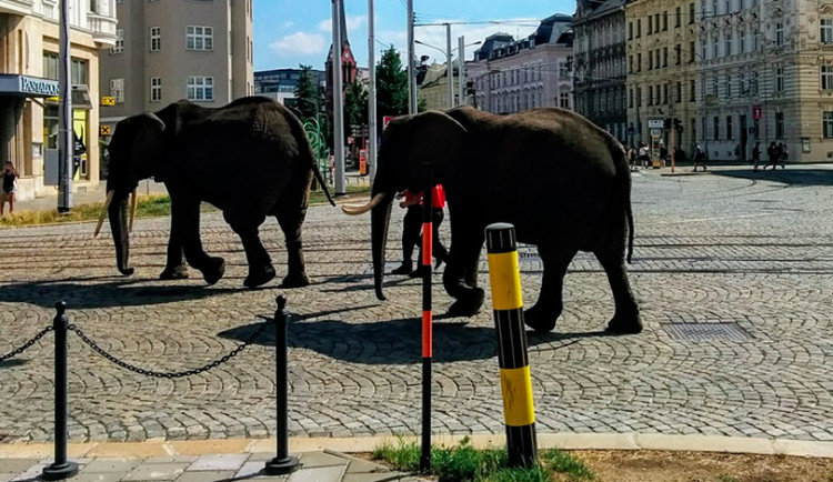 Cirkus dostal na popud organizace Hlas Zvířat za pochodující slony uprostřed města pokutu