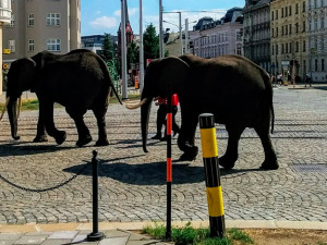 Cirkus dostal na popud organizace Hlas Zvířat za pochodující slony uprostřed města pokutu