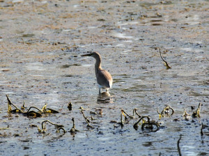 V Újezdci se místo suchého poldru vybuduje mokřad