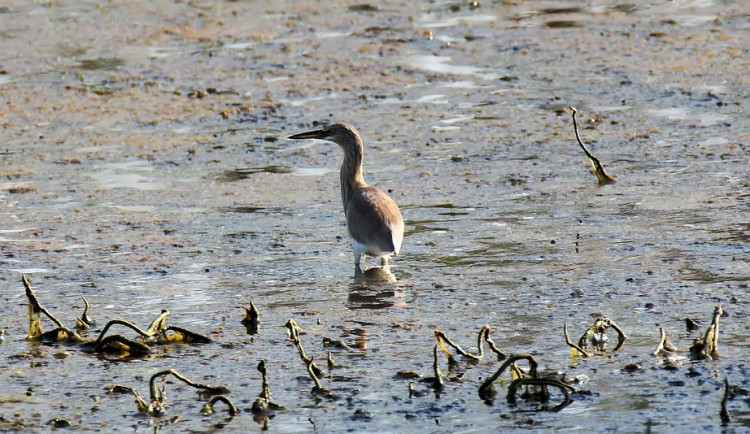 ilustrační fotografie
