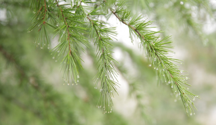 POČASÍ NA SOBOTU: Oblačno a 27 stupňů s přeháňkami
