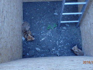 Hasiči zachránili dvě lišky, které spadly do jámy připravené k výstavbě vodního propustku