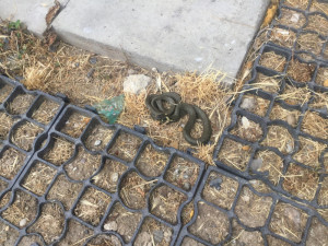 Strážníci na Lazcích odchytili hada, pak ho vypustili do volné přírody
