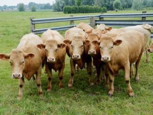 Zemědělce povalilo na zem stádo krav, s vážným zraněním byl letecky transportován do nemocnice