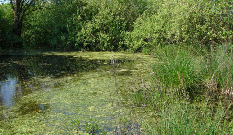 Povodí Moravy eviduje hranici sucha už na třetině měřících míst