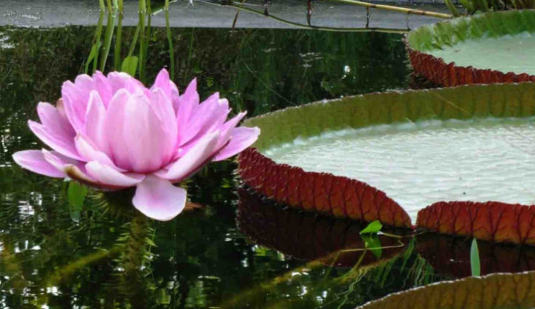 V Olomouci vykvetl největší druh leknínu na světě. Victoria cruziana se předvedla zase po roce