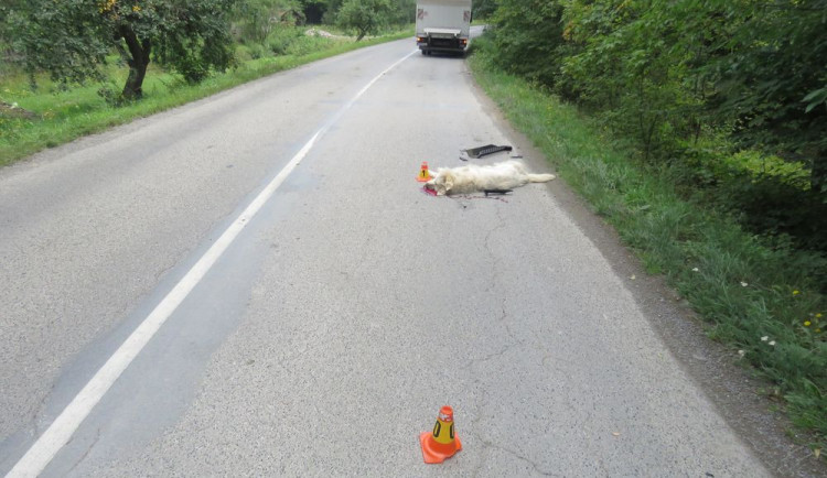 Nepřivázaný pes vběhl do cesty náklaďáku, střet s vozidlem nepřežil