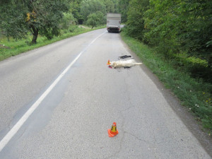 Nepřivázaný pes vběhl do cesty náklaďáku, střet s vozidlem nepřežil