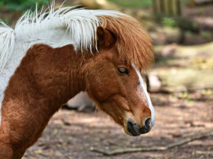O víkendu se v jezdeckém areálu na Lazcích představí v soutěžích začínající jezdci, dojde i na poníky