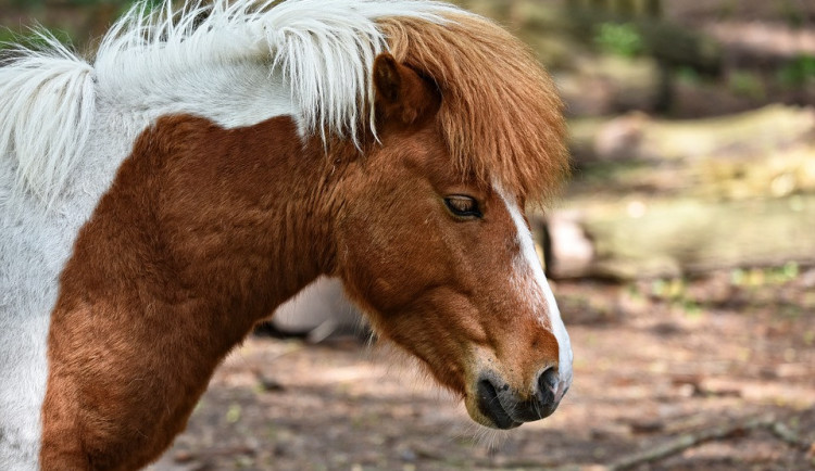 ilustrační fotografie