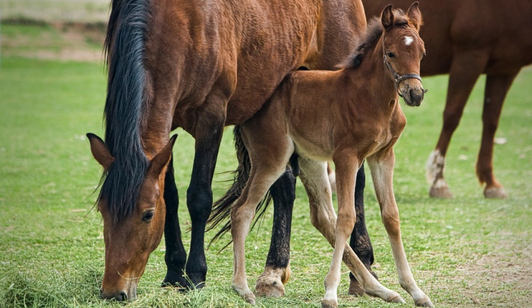 První víkend v srpnu bude jezdecký areál na Lazcích patřit výstavě koní a Moravskému šampionátu
